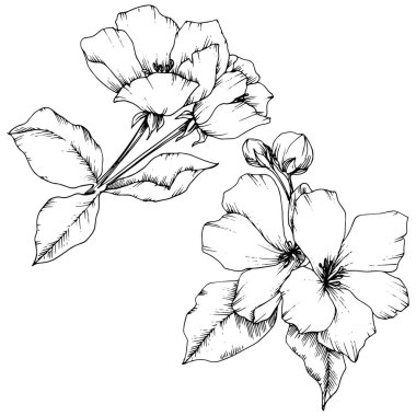 Elma çiçeği botanik çiçek vektör. Vahşi bahar yaprak izole kır çiçeği. Siyah ve beyaz mürekkep sanat kazınmış. İzole çiçek çizim öğesi beyaz arka plan üzerinde.
