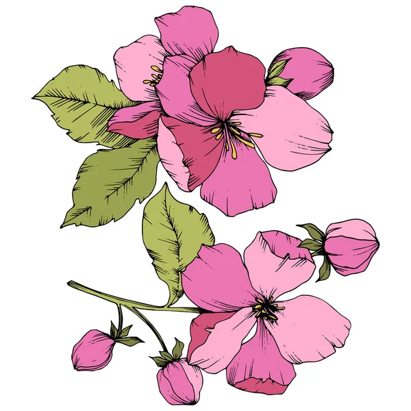Цветок векторного яблока цветочный ботанический цветок. Розовая и зеленая гравировка чернил. Изолированный элемент иллюстрации цветов . — стоковый вектор