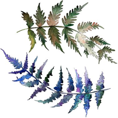 Fern yeşil yaprak. Botanik Bahçe çiçek bitki örtüsü bitki. Suluboya arka plan ayarlamak. İzole fern illüstrasyon öğesi.