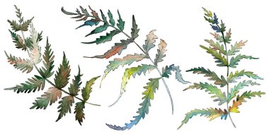 Fern yeşil yaprak. Botanik Bahçe çiçek bitki örtüsü bitki. Suluboya arka plan ayarlamak. İzole fern illüstrasyon öğesi.