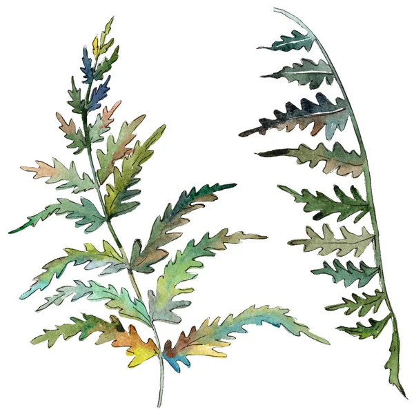 Fern Green leaf. Plant botanische tuin floral gebladerte. Aquarel achtergrond instellen. Geïsoleerde fern afbeelding element. — Stockfoto