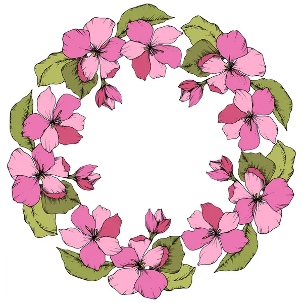 Fiore di mela rosa vettoriale fiore botanico floreale. Incisione a inchiostro art. Quadrato ornamento bordo cornice su sfondo bianco . — Vettoriale Stock