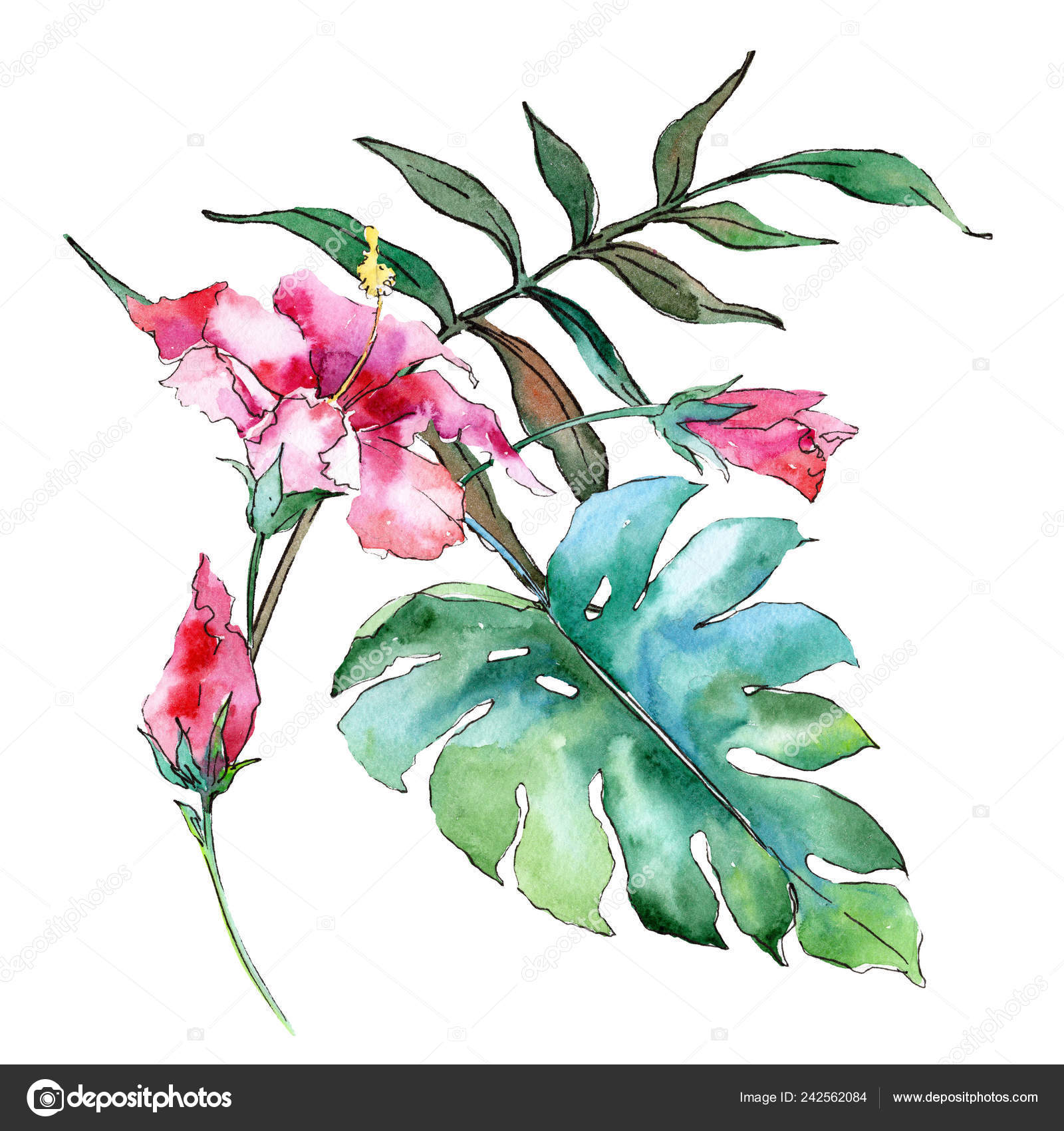 wallpapers Hawaiian Flowers Images pink exotic tropical hawaiian flowers watercolor background set isolated flower illustration element stock photo image by c mystocks 242562084