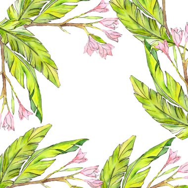 Pembe egzotik tropik hawaiian çiçek. Suluboya arka plan illüstrasyon küme. Çerçeve kenarlığı süsleme Meydanı.