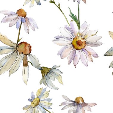 Beyaz papatya botanik çiçek. Suluboya arka plan illüstrasyon küme. Sorunsuz arka plan deseni.