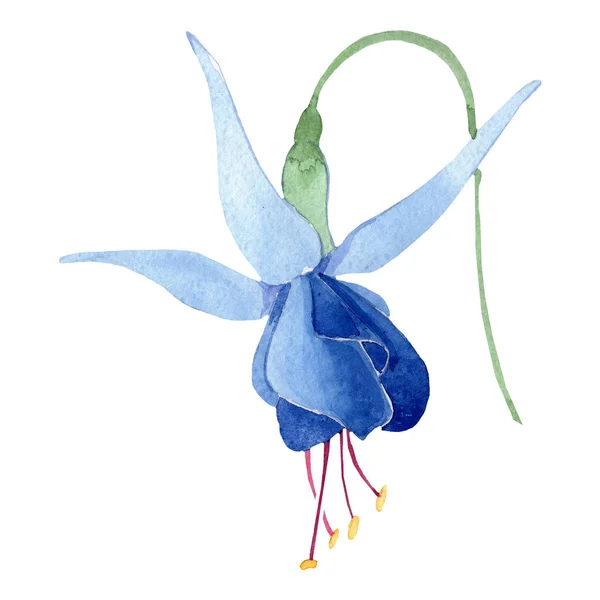 Flor botánica floral fucsia azul. Conjunto de ilustración de fondo acuarela. Elemento ilustrativo fucsia aislado . — Foto de Stock