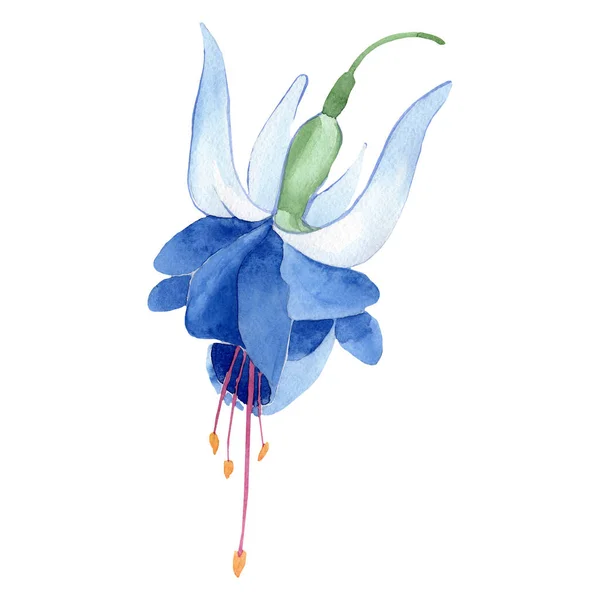 Blauwe fuchsia bloemen botanische bloem. Aquarel achtergrond afbeelding instellen. Geïsoleerde fuchsia afbeelding element. — Stockfoto