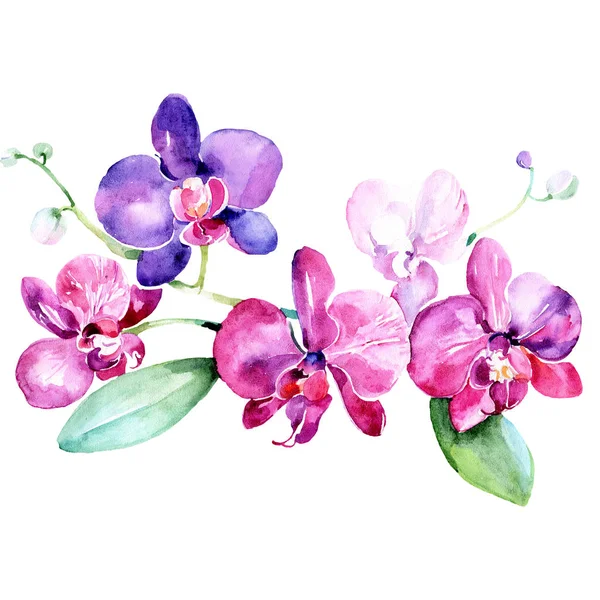 Orquídeas roxas rosa flor botânica floral. Conjunto de fundo aquarela. Isolado buquê elemento ilustração . — Fotografia de Stock