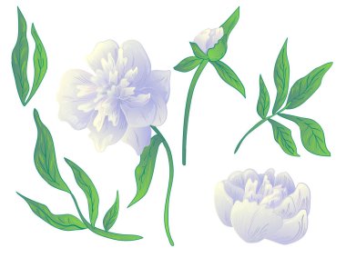 Vektör beyaz şakayık botanik çiçek. Siyah ve beyaz mürekkep sanat kazınmış. İzole peonies illüstrasyon öğesi.