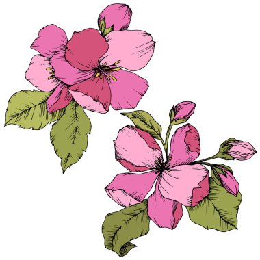 Elma çiçeği botanik çiçek vektör. Pembe ve yeşil mürekkep sanat kazınmış. İzole çiçek çizim öğesi.