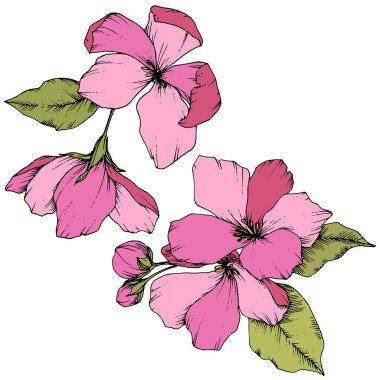 Elma çiçeği botanik çiçek vektör. Pembe ve yeşil mürekkep sanat kazınmış. İzole çiçek çizim öğesi.