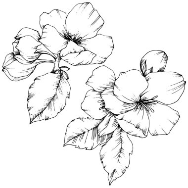 Elma çiçeği botanik çiçek vektör. Siyah ve beyaz mürekkep sanat kazınmış. İzole çiçek çizim öğesi.