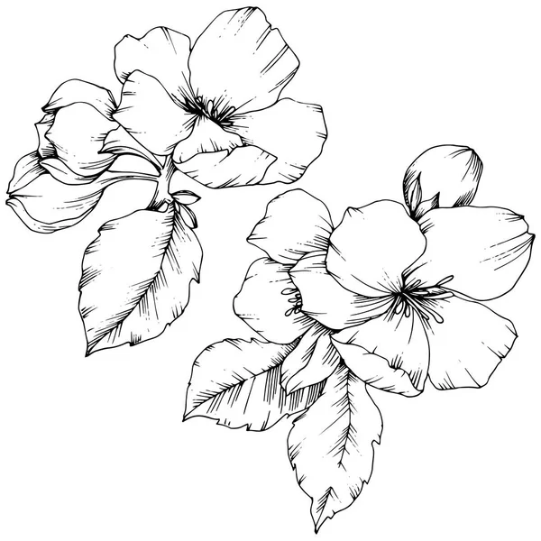 Elma çiçeği botanik çiçek vektör. Siyah ve beyaz mürekkep sanat kazınmış. İzole çiçek çizim öğesi.