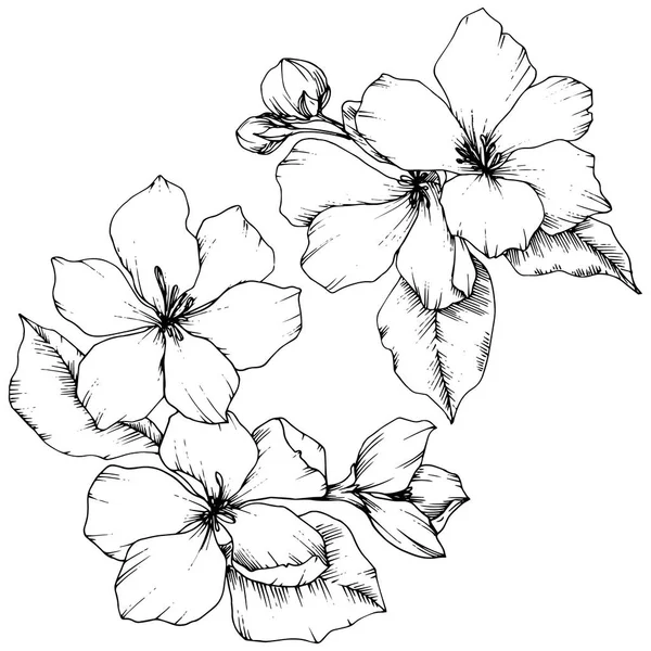 Διάνυσμα Apple blossom floral βοτανικό λουλούδι. Μαύρο και άσπρο χαραγμένο μελάνι τέχνης. Απομονωμένη λουλούδια εικονογράφηση στοιχείο. — Διανυσματικό Αρχείο