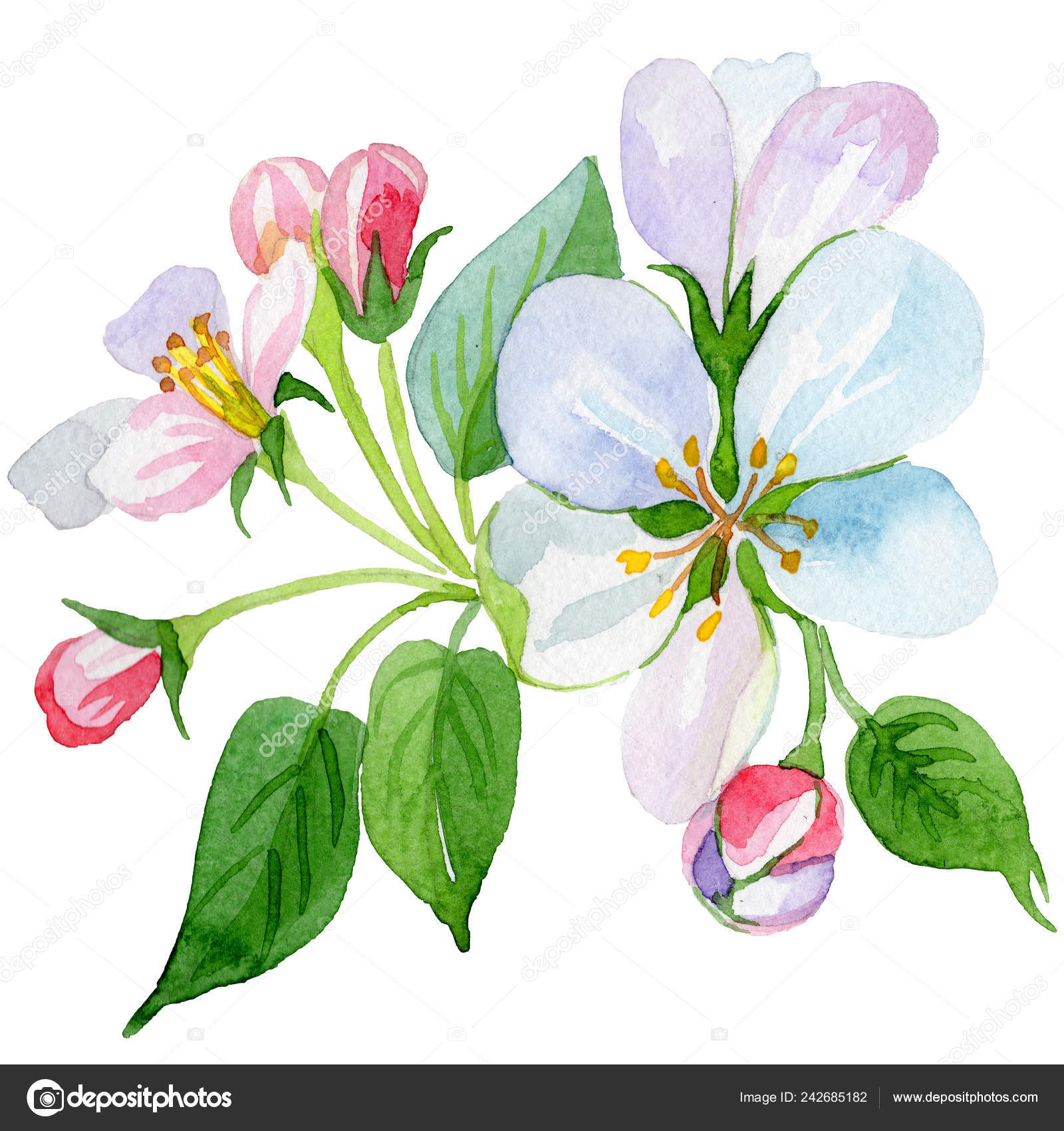 Apple Blossom Floral Botanical Flower Watercolor Background Illustration Set Isolated Flowers Illustration Element Stock Photo Image By C Mystocks Apple Blossom Floral Botanical Flower Watercolor Background Illustration Set Isolated Flowers Illustration Element Stock Photo Image By C Mystocks