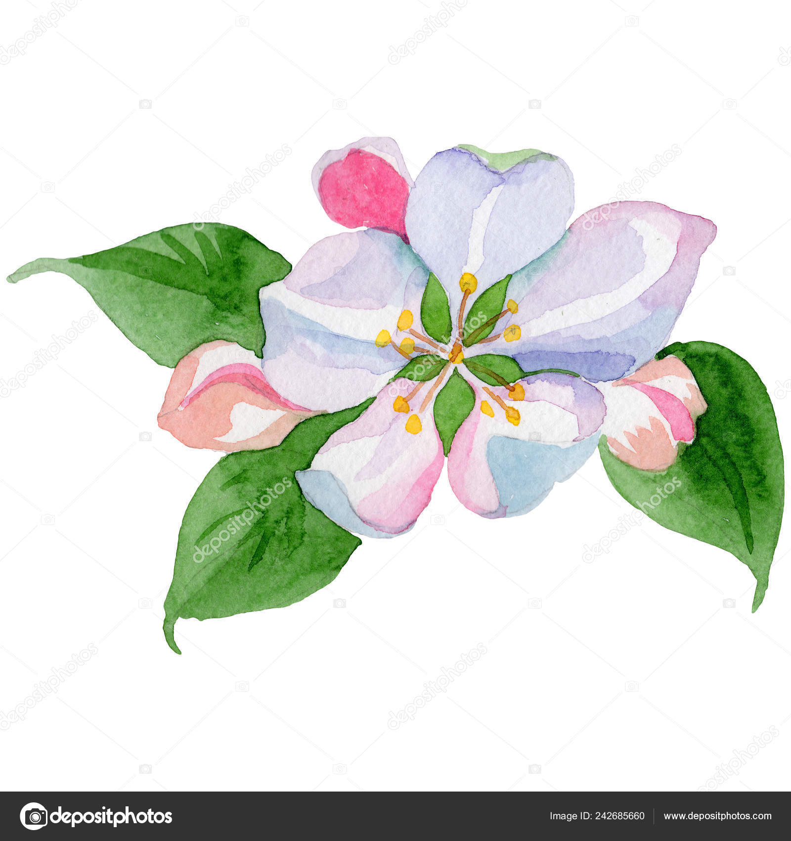 Apple Blossom Floral Botanical Flower Watercolor Background Illustration Set Isolated Flowers Illustration Element Stock Photo Image By C Mystocks Apple Blossom Floral Botanical Flower Watercolor Background Illustration Set Isolated Flowers Illustration Element Stock Photo Image By C Mystocks