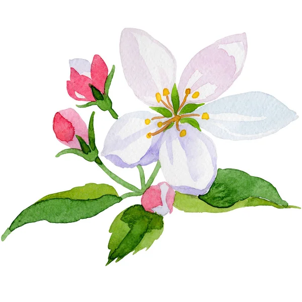 Apple blossom botaniczny kwiat kwiatowy. Zestaw ilustracji tle akwarela. Element ilustracja na białym tle kwiatów. — Zdjęcie stockowe