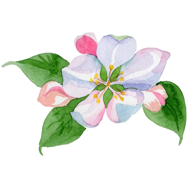 Apple blossom botaniczny kwiat kwiatowy. Zestaw ilustracji tle akwarela. Element ilustracja na białym tle kwiatów. — Zdjęcie stockowe