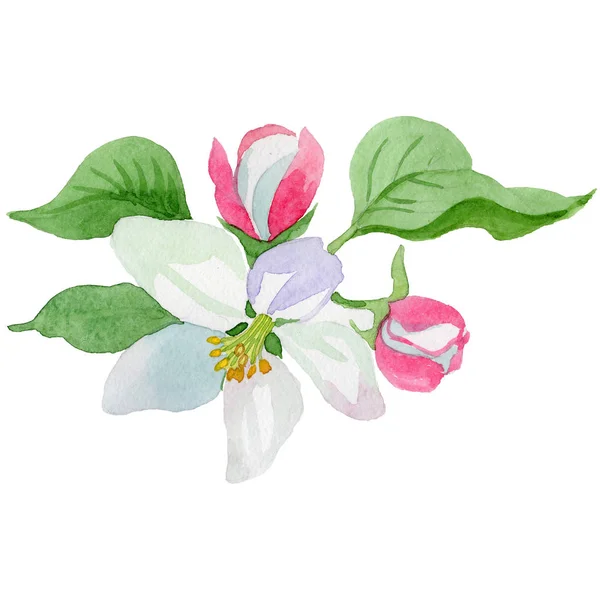 Watercolor Apple Blossom Flower Floral Botanical Flower Isolated