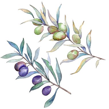 Yeşil ve siyah zeytin. Suluboya arka plan illüstrasyon küme. Zeytin illüstrasyon izole öğesi.