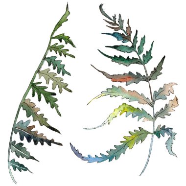 Fern yeşil yaprak. Botanik Bahçe çiçek bitki örtüsü bitki. Suluboya arka plan ayarlamak. İzole fern illüstrasyon öğesi.