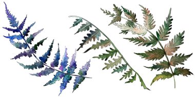 Fern yeşil yaprak. Botanik Bahçe çiçek bitki örtüsü bitki. Suluboya arka plan ayarlamak. İzole fern illüstrasyon öğesi.