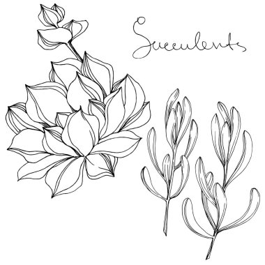 Vektör sulu botanik çiçek. Siyah ve beyaz mürekkep sanat kazınmış. İzole succulents illüstrasyon öğesi.