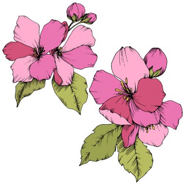 Elma çiçeği botanik çiçek vektör. Pembe ve yeşil mürekkep sanat kazınmış. İzole çiçek çizim öğesi.