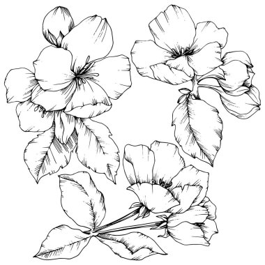 Elma çiçeği botanik çiçek vektör. Siyah ve beyaz mürekkep sanat kazınmış. İzole çiçek çizim öğesi.