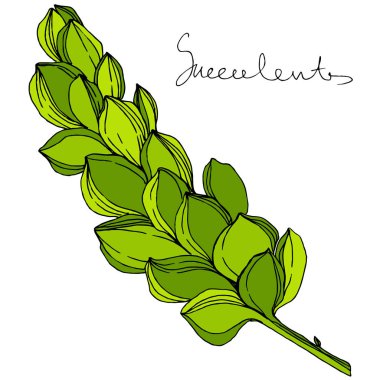 Vektör orman botanik etli çiçek. Mürekkep sanat illüstrasyon kazınmış. İzole succulents illüstrasyon öğesi.