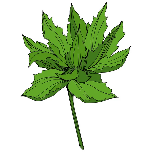 Vektor Jungle Botaniska Saftiga Blomma Vilda Våren Leaf Isolerade Graverade — Stock vektor