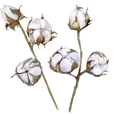 Beyaz pamuklu botanik çiçek. Vahşi bahar yaprak izole kır çiçeği. Suluboya arka plan illüstrasyon küme. Suluboya çizim moda aquarelle. İzole pamuk illüstrasyon öğesi.