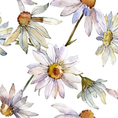 Beyaz papatya botanik çiçek. Vahşi bahar yaprak izole kır çiçeği. Suluboya resim kümesi. Suluboya çizim aquarelle. Sorunsuz arka plan deseni. Kumaş duvar kağıdı yazdırma doku.
