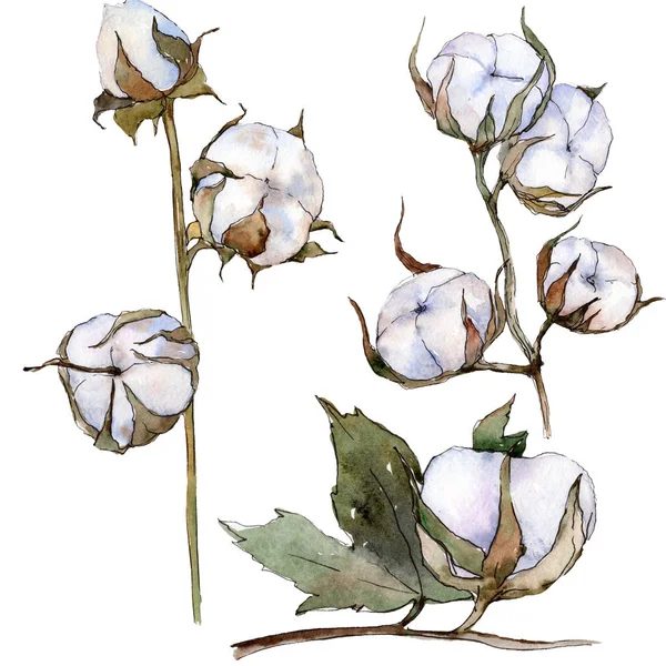 Flor Botânica Floral Algodão Branco Folha Selvagem Primavera Wildflower Isolado — Fotografia de Stock