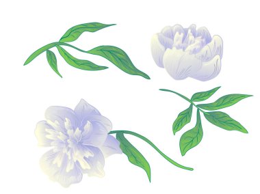 Vektör beyaz şakayık botanik çiçek. Vahşi bahar yaprak izole kır çiçeği. Siyah ve beyaz mürekkep sanat kazınmış. İzole peonies illüstrasyon öğe beyaz arka plan üzerinde.