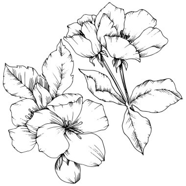 Elma çiçeği botanik çiçek vektör. Vahşi bahar yaprak izole kır çiçeği. Siyah ve beyaz mürekkep sanat kazınmış. İzole çiçek çizim öğesi beyaz arka plan üzerinde.