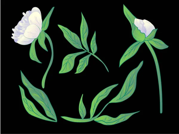 Wektor Piwonia Biały Botaniczny Kwiat Kwiatowy Wiosna Dzikiego Wildflower Liść — Wektor stockowy