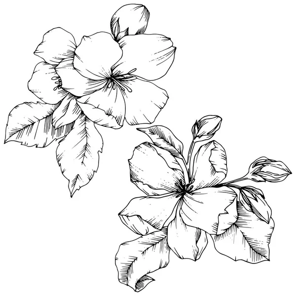 苹果的向量花花植物花 野生春叶野花分离 黑白雕刻水墨艺术 被隔绝的花例证元素在白色背景 — 图库矢量图片