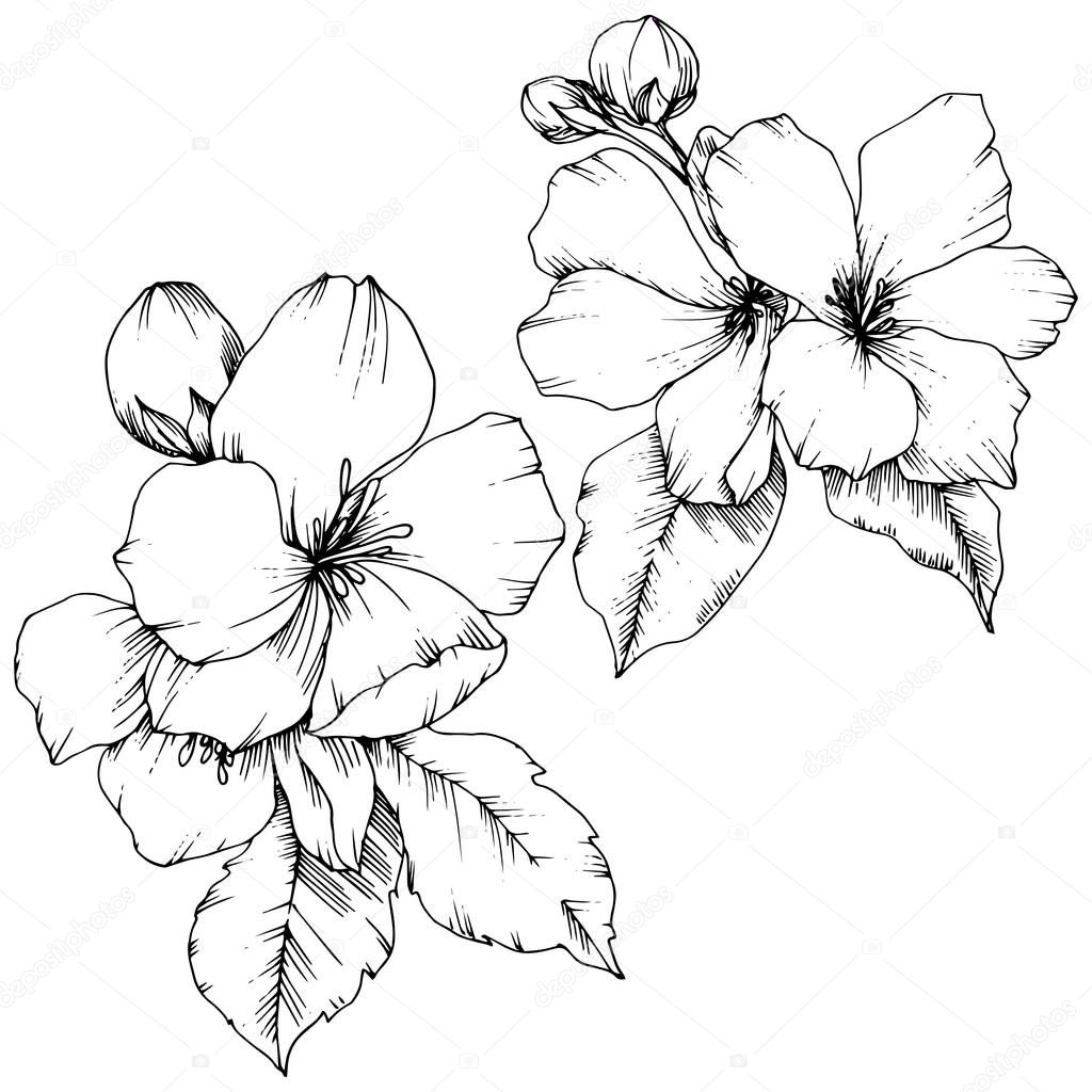 Vector Apple blossom floral botanical flower. Wild spring leaf wildflower isolated. Black and white engraved ink art. Isolated flowers illustration element on white background.