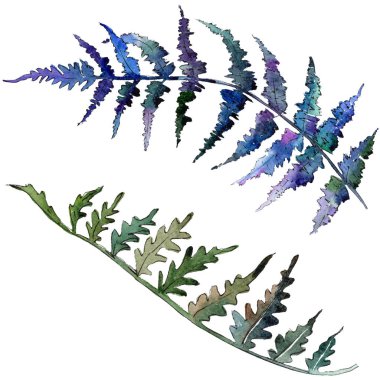 Fern yeşil yaprak. Botanik Bahçe çiçek bitki örtüsü bitki. Suluboya arka plan ayarlamak. İzole fern illüstrasyon öğesi.