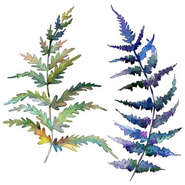 Fern yeşil yaprak. Botanik Bahçe çiçek bitki örtüsü bitki. Suluboya arka plan ayarlamak. İzole fern illüstrasyon öğesi.