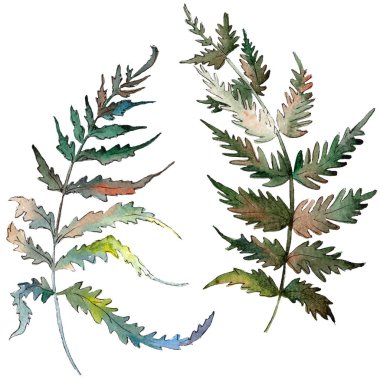 Fern yeşil yaprak. Botanik Bahçe çiçek bitki örtüsü bitki. Suluboya arka plan ayarlamak. İzole fern illüstrasyon öğesi.