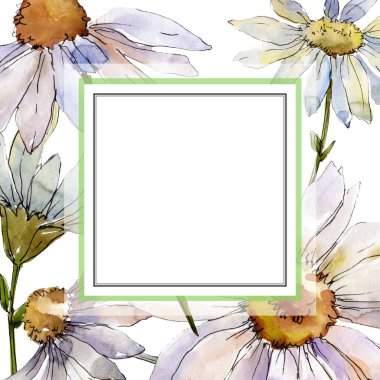 Beyaz papatya botanik çiçek. Vahşi bahar yaprak izole kır çiçeği. Suluboya arka plan illüstrasyon küme. Suluboya çizim moda aquarelle izole. Çerçeve kenarlığı süsleme Meydanı.