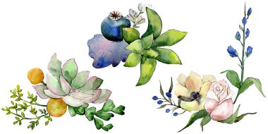 Etli çiçek botanik çiçek buketleri. Suluboya arka plan ayarlamak. İzole succulents illüstrasyon öğesi.