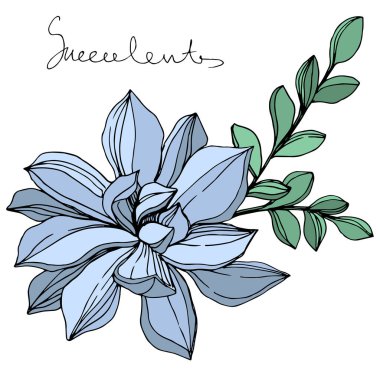Vektör orman botanik etli çiçek. Mürekkep sanat illüstrasyon kazınmış. İzole succulents illüstrasyon öğesi.