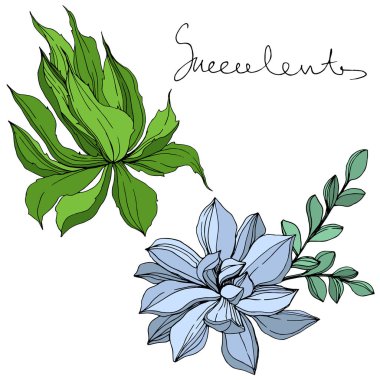 Vektör orman botanik etli çiçek. Mürekkep sanat illüstrasyon kazınmış. İzole succulents illüstrasyon öğesi.