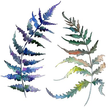 Fern yeşil yaprak. Botanik Bahçe çiçek bitki örtüsü bitki. Suluboya arka plan ayarlamak. İzole fern illüstrasyon öğesi.