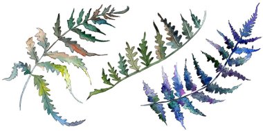 Fern yeşil yaprak. Botanik Bahçe çiçek bitki örtüsü bitki. Suluboya arka plan ayarlamak. İzole fern illüstrasyon öğesi.