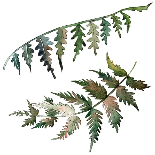 Fern Green leaf. Plantera botaniska trädgård blommig bladverk. Akvarell bakgrunden set. Isolerade ormbunke illustration element. — Stockfoto