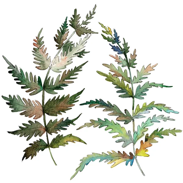 Farngrünes Blatt. pflanze botanischen garten blumenblätter. Aquarell Hintergrund Set vorhanden. isoliertes Farn-Illustrationselement. — Stockfoto